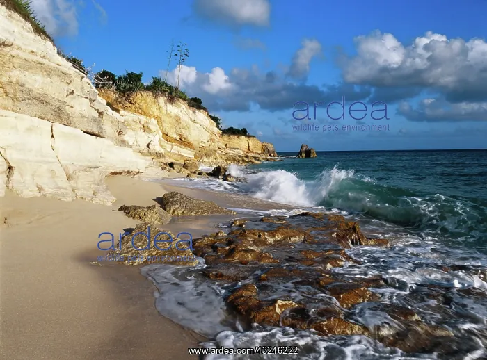 : Caribbean, St. Martin, Cliffs at Cupecoy : Caribbean, St. Martin, Cliffs at Cupecoy