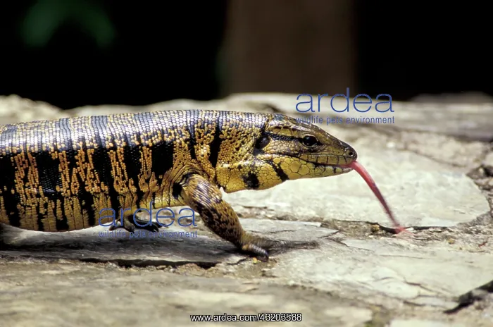: Caribbean, Trinidad, Asa Wright Wildlife Sanctuary : Caribbean, Trinidad, Asa Wright Wildlife Sanctuary