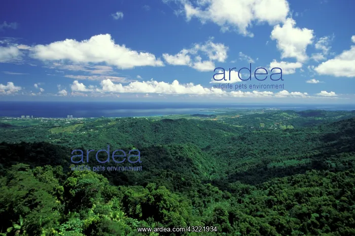 : Caribbean, USA, Puerto Rico. Rainforest : Caribbean, USA, Puerto Rico. Rainforest