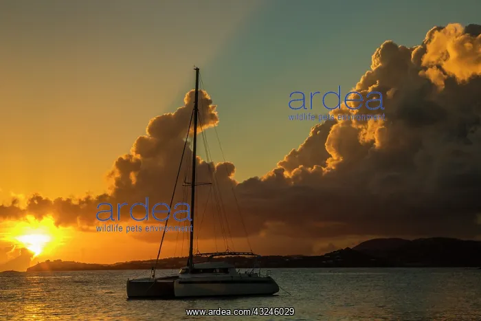 : Caribbean, USA Virgin Islands. Sailboat : Caribbean, USA Virgin Islands. Sailboat