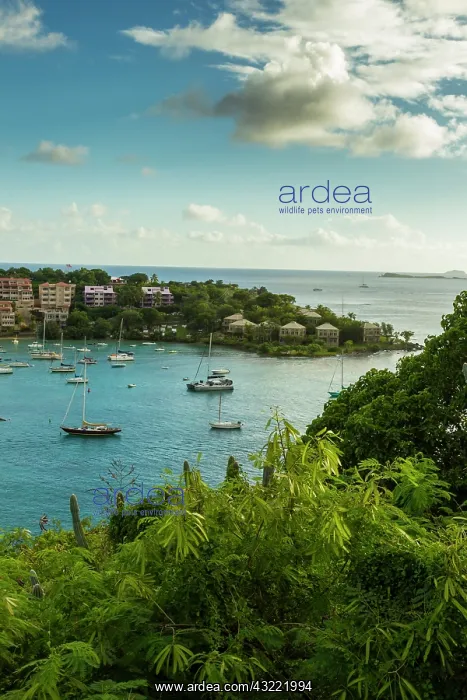 : Caribbean, USA Virgin Islands, St. John : Caribbean, USA Virgin Islands, St. John