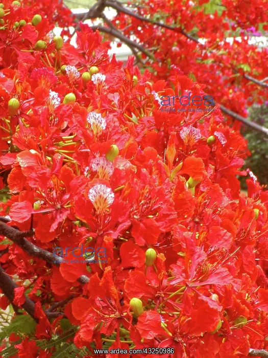 : Caribbean, US Virgin Islands, St. Croix : Caribbean, US Virgin Islands, St. Croix