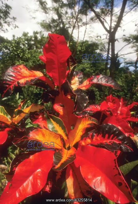 : Caribbean, US Virgin Islands, St Croix : Caribbean, US Virgin Islands, St Croix