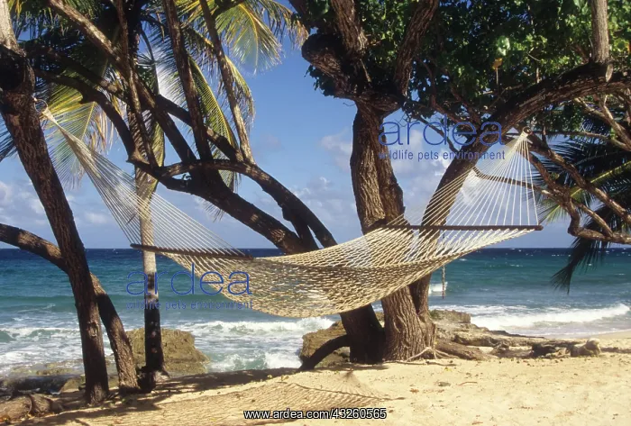 : Caribbean, US Virgin Islands, St Croix : Caribbean, US Virgin Islands, St Croix