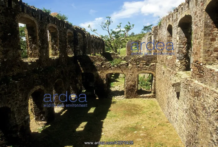 : Caribbean, US Virgin Islands, St Croix : Caribbean, US Virgin Islands, St Croix