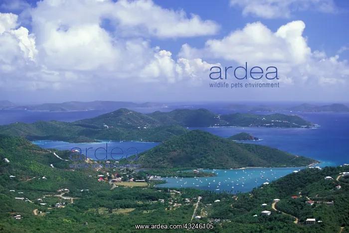 : Caribbean, US Virgin Islands, St. John : Caribbean, US Virgin Islands, St. John