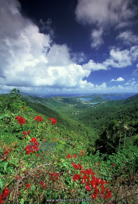 : Caribbean, US Virgin Islands, St. John : Caribbean, US Virgin Islands, St. John