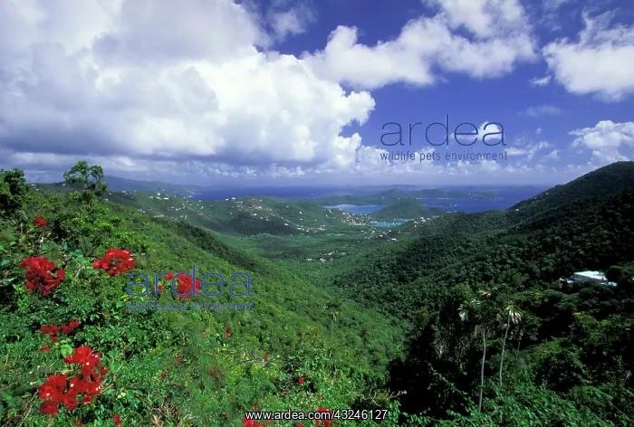 : Caribbean, US Virgin Islands, St. John : Caribbean, US Virgin Islands, St. John
