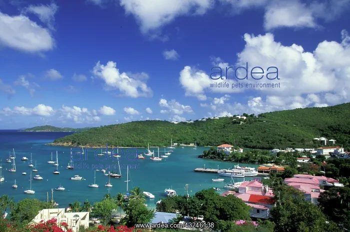 : Caribbean, US Virgin Islands, St. John : Caribbean, US Virgin Islands, St. John