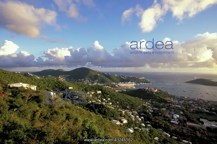 : Caribbean, US Virgin Islands, St. Thomas : Caribbean, US Virgin Islands, St. Thomas