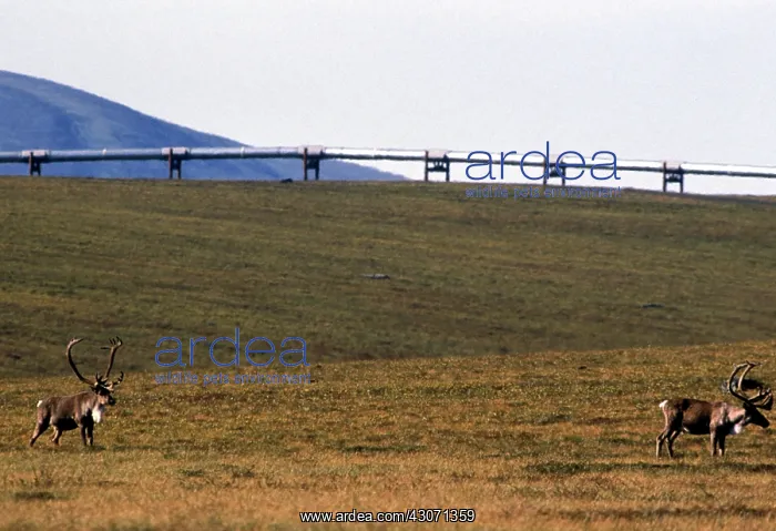 : Caribou and Alaska Pipeline : Caribou and Alaska Pipeline
