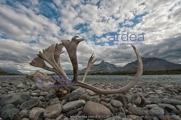 : Caribou Antlers and Skull of bull Wind River, Yukon, Canada : Caribou Antlers and Skull of bull Wind River, Yukon, Canada