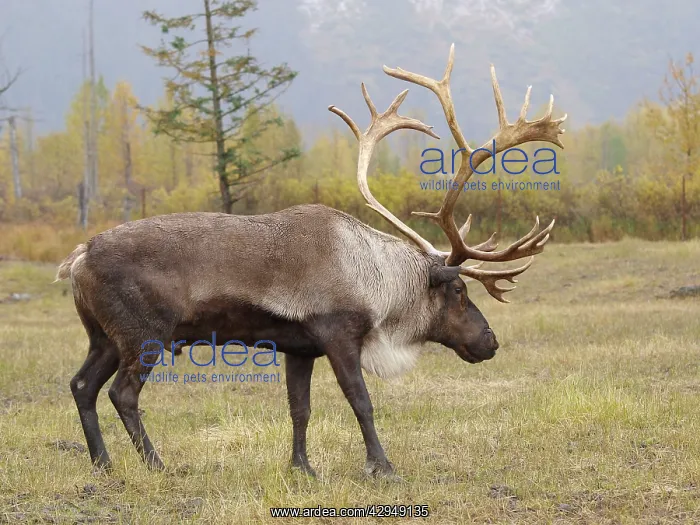 : Caribou bull : Caribou bull