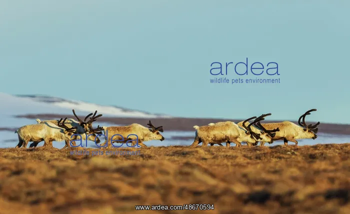 : Caribou bulls migrating along the sub-artic tundra of the : Caribou bulls migrating along the sub-artic tundra of the