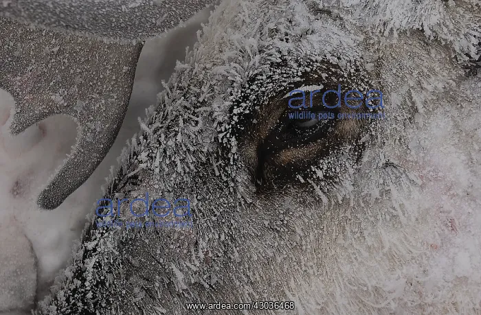 : Caribou close up on snowy face - Close up of Caribou : Caribou close up on snowy face - Close up of Caribou