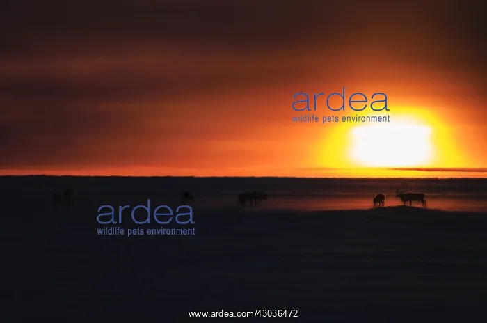 : Caribou herd in snow at sunset - A herd of Caribou : Caribou herd in snow at sunset - A herd of Caribou