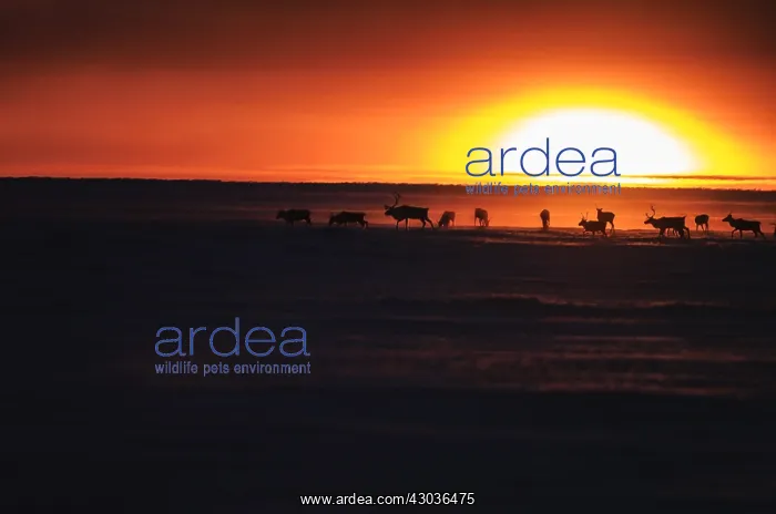 : Caribou herd in snow at sunset - A herd of Caribou : Caribou herd in snow at sunset - A herd of Caribou