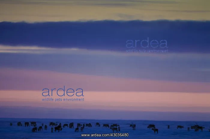 : Caribou herd in snow at sunset - A herd of Caribou : Caribou herd in snow at sunset - A herd of Caribou