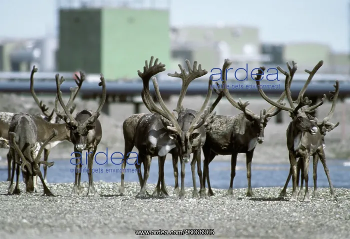 : Caribou and oil pipeline : Caribou and oil pipeline