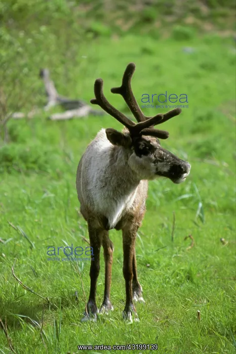 : Caribou (Rangifer tarandus) : Caribou (Rangifer tarandus)