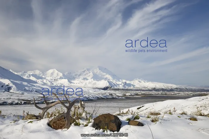  : Caribou (Rangifer tarandus) antlers in the snow