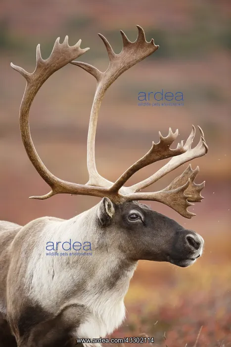 : Caribou (Rangifer tarandus) bull, portrait, Uni : Caribou (Rangifer tarandus) bull, portrait, Uni