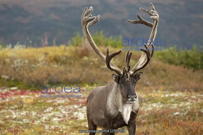 : Caribou (Rangifer tarandus) bull standing on th : Caribou (Rangifer tarandus) bull standing on th