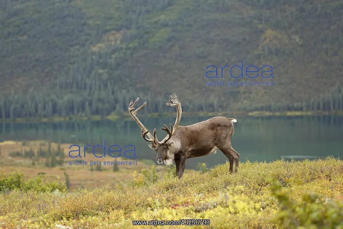 : Caribou (Rangifer tarandus) bull standing on th : Caribou (Rangifer tarandus) bull standing on th