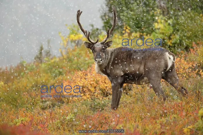 : Caribou (Rangifer tarandus) bull on tundra, sno : Caribou (Rangifer tarandus) bull on tundra, sno