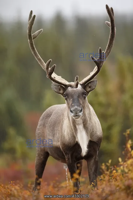 : Caribou (Rangifer tarandus) bull on tundra in t : Caribou (Rangifer tarandus) bull on tundra in t