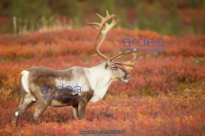 : Caribou (Rangifer tarandus) bull on tundra, Uni : Caribou (Rangifer tarandus) bull on tundra, Uni