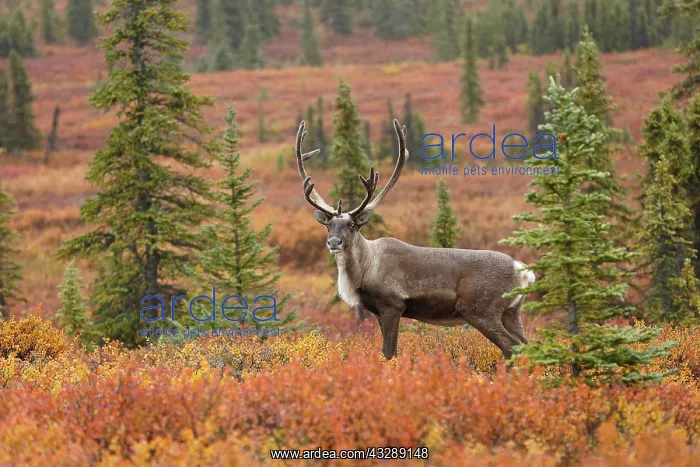 : Caribou (Rangifer tarandus) bull on tundra, Uni : Caribou (Rangifer tarandus) bull on tundra, Uni
