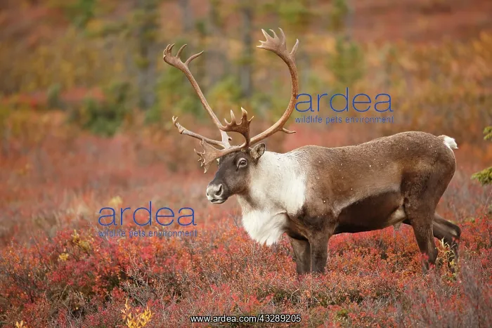 : Caribou (Rangifer tarandus) bull on tundra, Uni : Caribou (Rangifer tarandus) bull on tundra, Uni