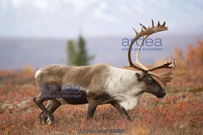 : Caribou (Rangifer tarandus) bull on tundra, Uni : Caribou (Rangifer tarandus) bull on tundra, Uni