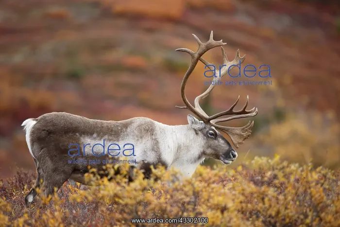 : Caribou (Rangifer tarandus) bull on tundra, Uni : Caribou (Rangifer tarandus) bull on tundra, Uni