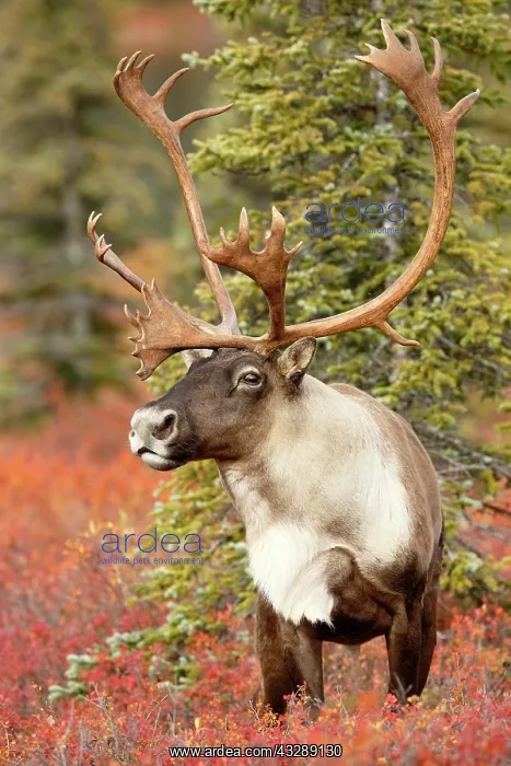 : Caribou (Rangifer tarandus) bull, United States : Caribou (Rangifer tarandus) bull, United States