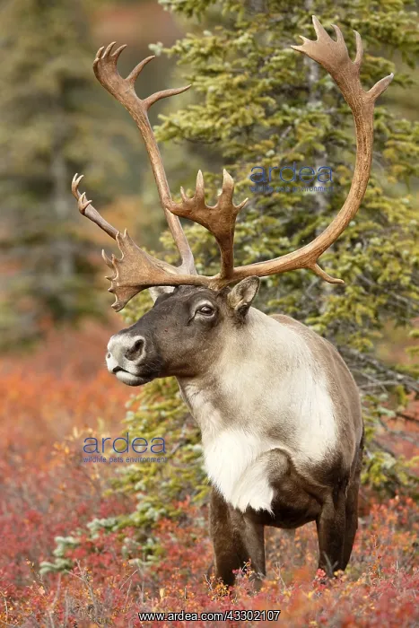 : Caribou (Rangifer tarandus) bull, United States : Caribou (Rangifer tarandus) bull, United States