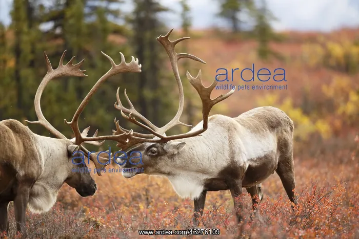 : Caribou (Rangifer tarandus) two males sparring : Caribou (Rangifer tarandus) two males sparring