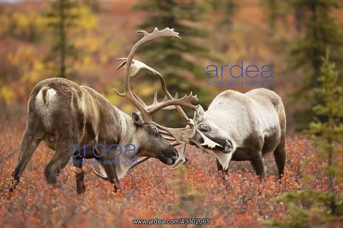 : Caribou (Rangifer tarandus) two males sparring : Caribou (Rangifer tarandus) two males sparring
