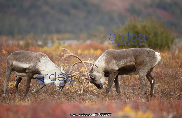 : Caribou (Rangifer tarandus) two males sparring : Caribou (Rangifer tarandus) two males sparring