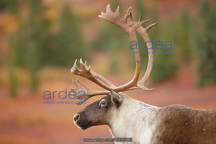 : Caribou (Rangifer tarandus) portrait of a bull : Caribou (Rangifer tarandus) portrait of a bull