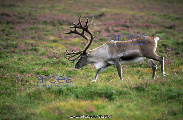 : CARIBOU / REINDEER : CARIBOU / REINDEER