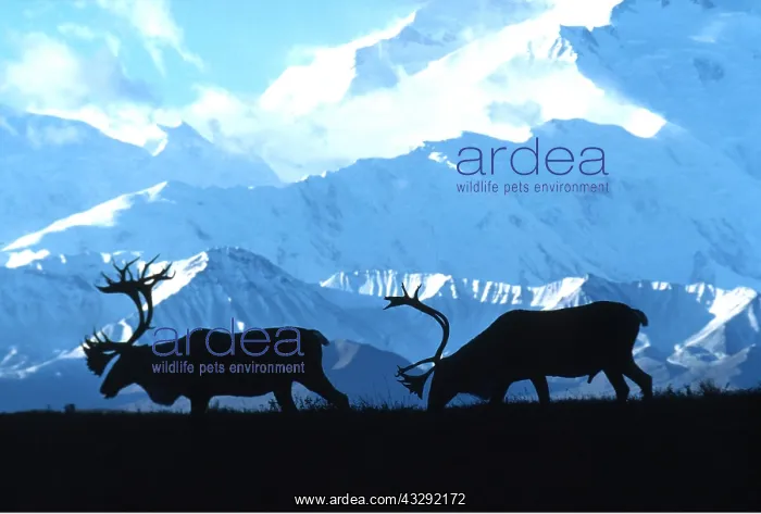 : CARIBOU / reindeer - two : CARIBOU / reindeer - two
