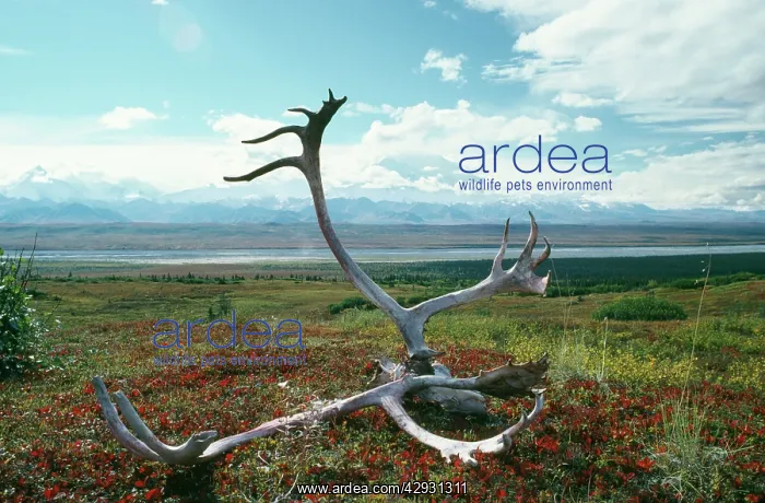 : Caribou / Reindeer - antlers on autumn Tundra : Caribou / Reindeer - antlers on autumn Tundra