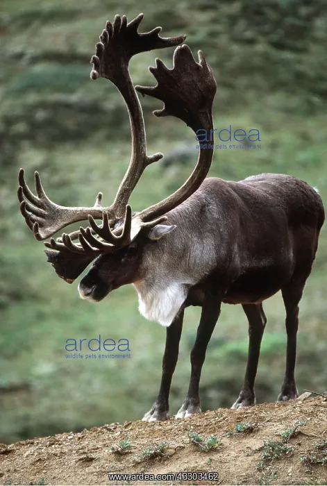 : CARIBOU / REINDEER - Barren ground caribou : CARIBOU / REINDEER - Barren ground caribou