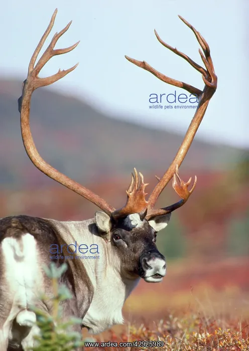 : CARIBOU / REINDEER - bull / male with antlers : CARIBOU / REINDEER - bull / male with antlers