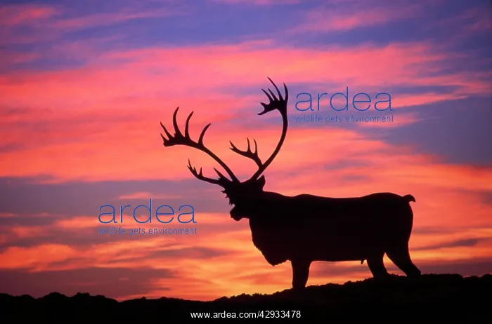 : CARIBOU / Reindeer - Male at sunset with hard antlers : CARIBOU / Reindeer - Male at sunset with hard antlers