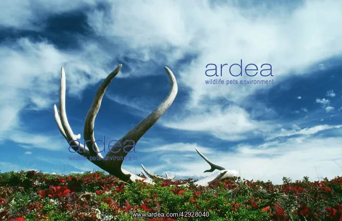 : Caribou / Reindeer - shed antlers : Caribou / Reindeer - shed antlers