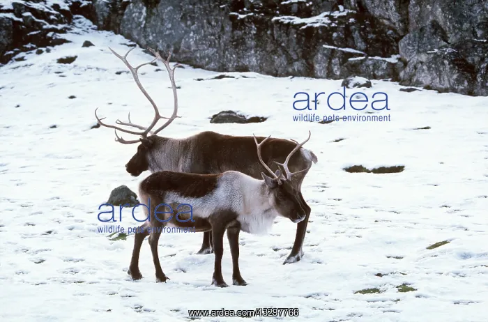  : CARIBOU  /  REINDEER - in snow