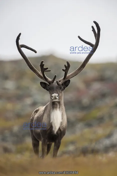  : Caribou standing on ridge - Lone Caribou standing